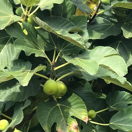 Nyaraló La Casa Di Michela *