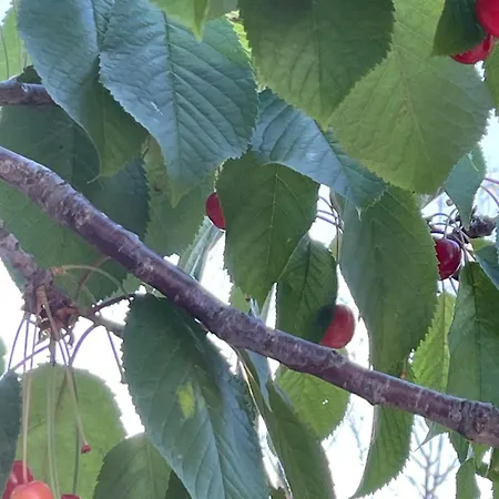 Casa de Férias La Casa Di Michela *