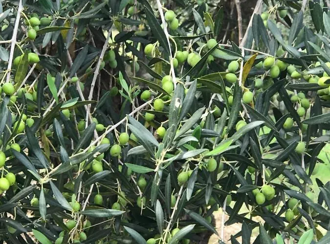 La Casa Di Michela *